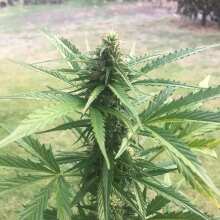 Review Image - Blueberry Auto Feminised Seeds