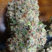 Review Image - Jean Guy Feminised Seeds - 6