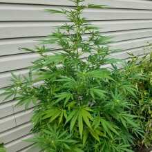 Image de révision - Cookies Haze Feminised Seeds