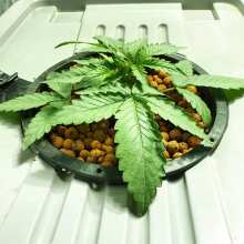 Image de révision - Blue Kush Auto Feminised Seeds