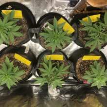 Review Image - Cream & Cheese CBD 1:1 Feminised Seeds