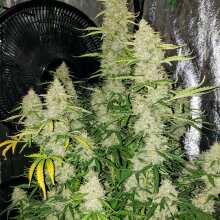 Review Image - Collection #5 Auto Feminised Seeds - 6