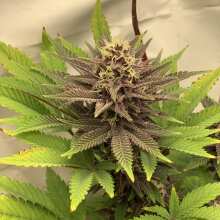 Review Image - Red Dragon Feminised Seeds