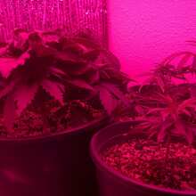 Image de révision - Early Skunk Feminised Seeds