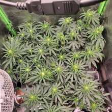 Review Image - Black Sugar Feminised Seeds