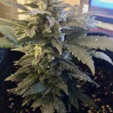Review Image - Cheese Feminised Seeds