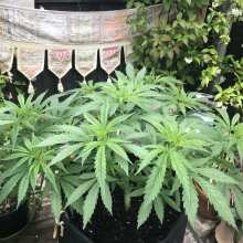 Review Image - Purple Maroc Feminised Seeds