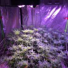 Review Image - Northern Lights Feminised Seeds - 5