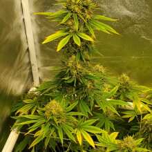 Review Image - Peyote Forum Feminised Seeds