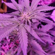 Review Image - Alaskan Purple Auto Feminised Seeds