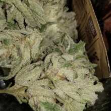 Image de révision - Three Blue Kings Feminised Seeds