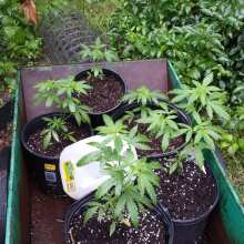 Image de révision - Wild Thailand Feminised Seeds