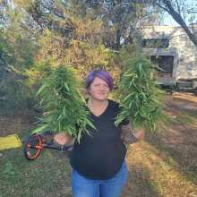 Review Image - Black Sugar Feminised Seeds