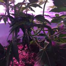 Review Image - Pineapple Glue Auto Feminised Seeds