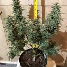 Image de révision - White Crack Auto Feminised Seeds