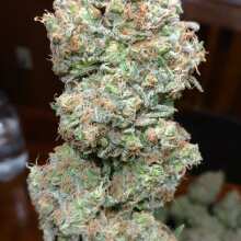 Image de révision - Jean Guy Feminised Seeds - 6