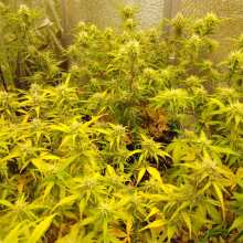 Review Image - Smoothie Auto Feminised Seeds