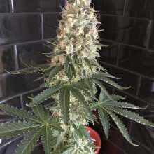 Review Image - Querkle Regular Seeds