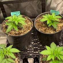 Review Image - Northern Lights Feminised Seeds