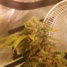 Review Image - Blue Dream Auto Feminised Seeds