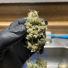 Review Image - Grape Walker Kush Auto Feminised Seeds