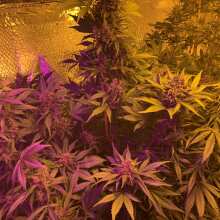 Review Image - Blackberry Kush Auto Feminised Seeds