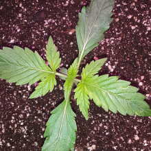 Image de révision - Sweet Skunk Auto Feminised Seeds