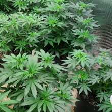 Review Image - Alaskan Purple Feminised Seeds