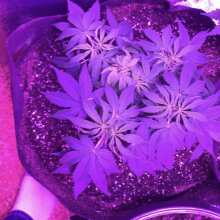 Review Image - Black D.O.G. Feminised Seeds