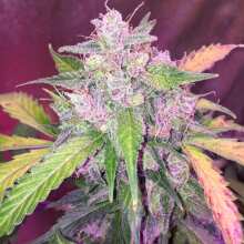 Review Image - Northern Lights x Big Bud Ryder Auto Feminised Seeds