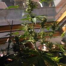 Image de révision - Original Skunk #1 Feminised Seeds