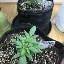 Review Image - Blue Dream Auto Feminised Seeds