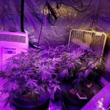 Überprüfen Sie das Bild - White Widow x Big Bud Auto Feminised Seeds