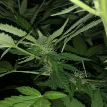 Review Image - White Widow Feminised Seeds