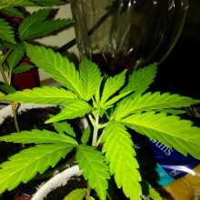 Image de révision - The White OG Feminised Seeds