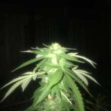 Image de révision - Original Amnesia Feminised Seeds