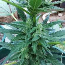 Review Image - Black Jack Auto Feminised Seeds