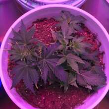 Review Image - Gelat.OG Auto Feminised Seeds