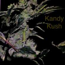 Image de révision - Kandy Kush Feminised Seeds
