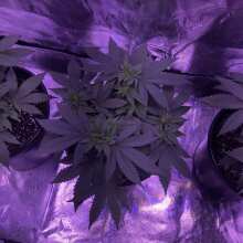 Review Image - Wedding Cake Feminised Seeds