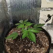 Review Image - Gorilla Feminised Seeds