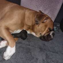 Überprüfen Sie das Bild - Extreme Bone: Robustes, Naturkautschuk Kau-Spielzeug für Hunde mit Beef-Duft, BPA- und Giftstofffrei