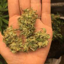 Review Image - Super OG Kush Auto Feminised Seeds