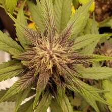 Review Image - Blackberry Auto Feminised Seeds