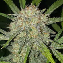 Review Image - Girl Scout Cookies Auto Feminised Seeds