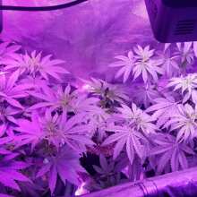 Review Image - God's Gift Feminised Seeds - 6