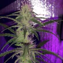 Review Image - Glueberry O.G. Auto Feminised Seeds