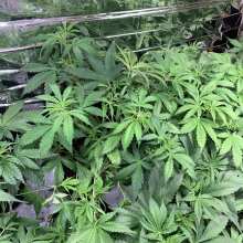 Review Image - Pineapple Express Auto Feminised Seeds