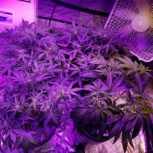 Überprüfen Sie das Bild - White Widow x Big Bud Auto Feminised Seeds