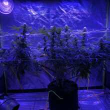 Review Image - Acapulco Gold Feminised Seeds